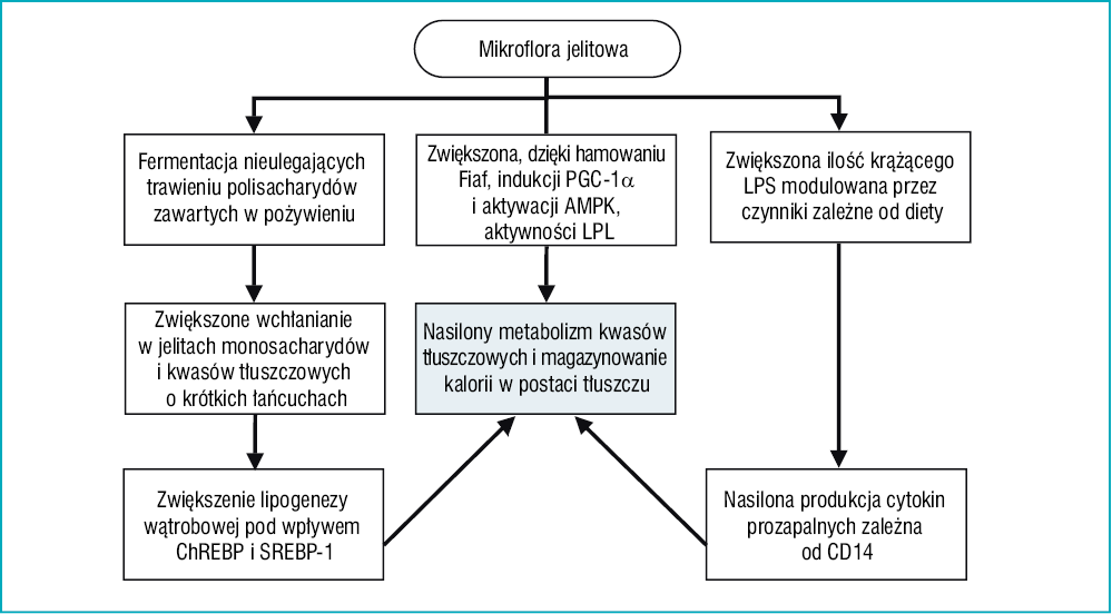 Rycina 3. Mechanizmy, za pośrednictwem których mikroorganizmy jelitowe mogą przyczyniać się do rozwoju otyłości