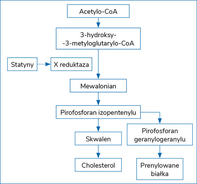 Rycina 1. Szlak syntezy cholesterolu oraz miejsce działania statyn