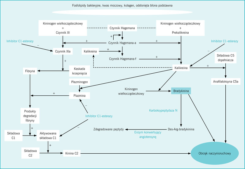  Rycina. Schemat przedstawiający rolę inhibitora C1-esterazy, enzymu konwertującego angiotensynę i innych czynników uczestniczących w powstawaniu obrzęku naczynioruchowego