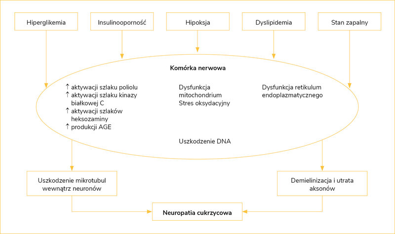 Rycina 1. Mechanizmy neuropatii cukrzycowej (oprac. na podstawie 21 pozycji piśmiennictwa)