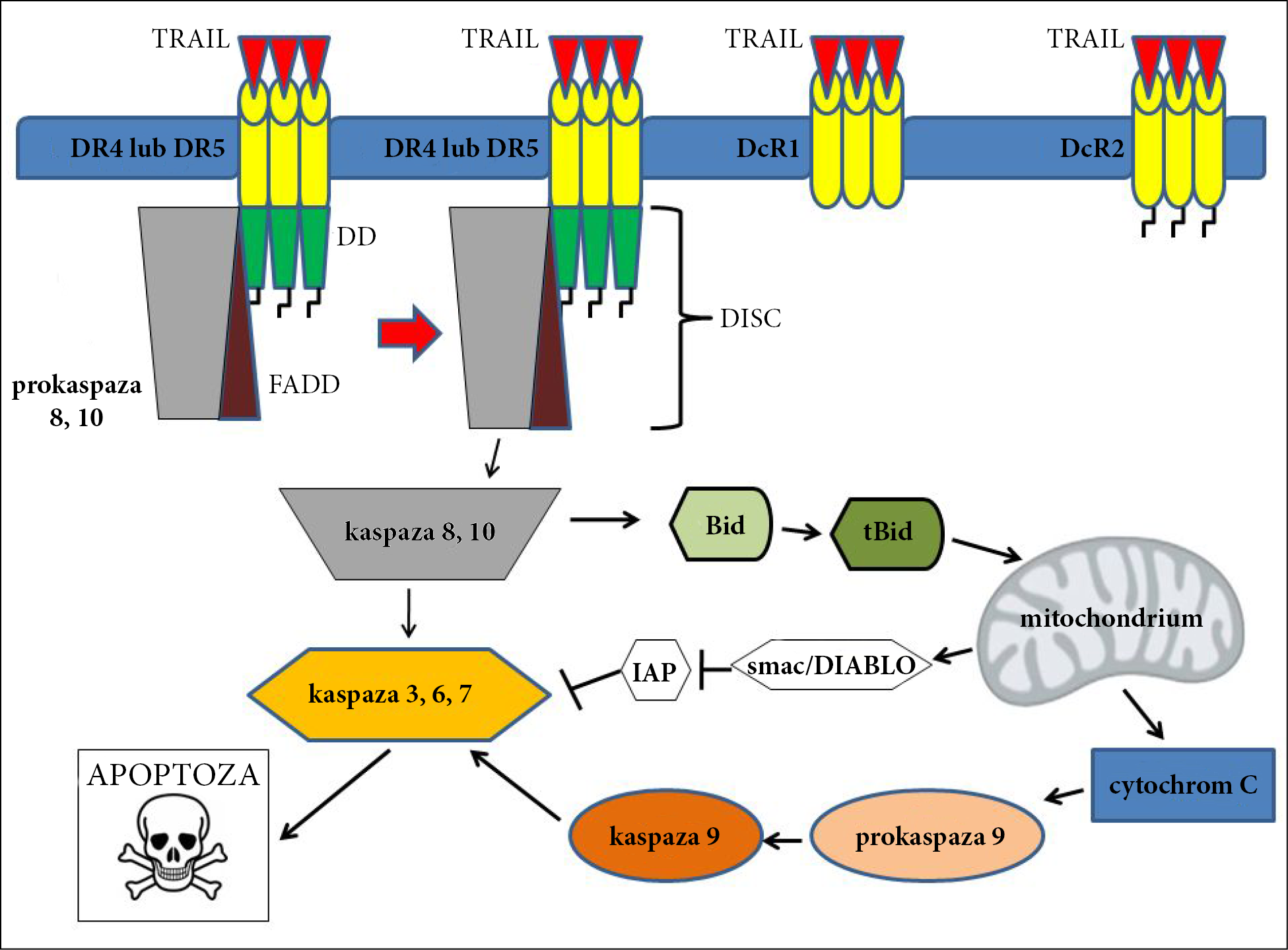 Ryc. 1. Schematyczne przedstawienie apoptozy indukowanej przez TRAIL.