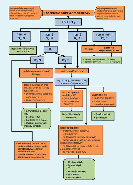 Rycina 2. Algorytm postępowania diagnostyczno-terapeutycznego w&nbsp;przypadku nadczynności tarczycy