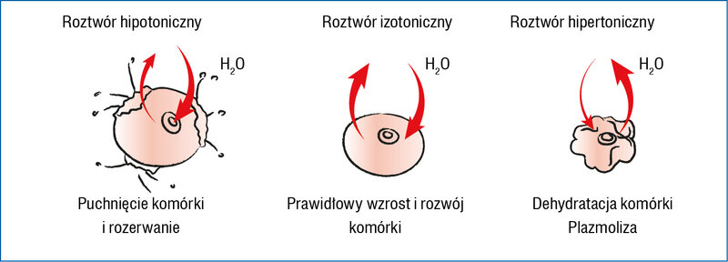 Rycina 2. Wpływ warunków osmotycznych na wzrost i funkcjonowanie komórki 