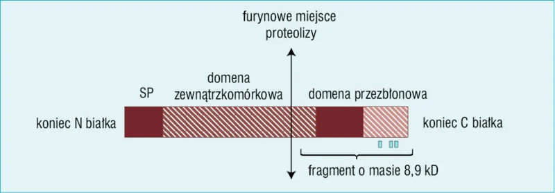  Rycina 1. Model receptora (pro)reninowego. W cząsteczce znajduje się furynowe miejsce proteolizy. Na rysunku zaznaczono przenikające przez błonę białko wakuolarnej ATPazy protonowej o masie 8,9 kD