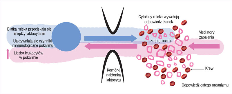 Rycina 2. Krążenie czynników immunologicznych między mlekiem a zrębem gruczołu w przebiegu reakcji obronnej na wtargnięcie antygenu mleka. Rys. J. Gugulski