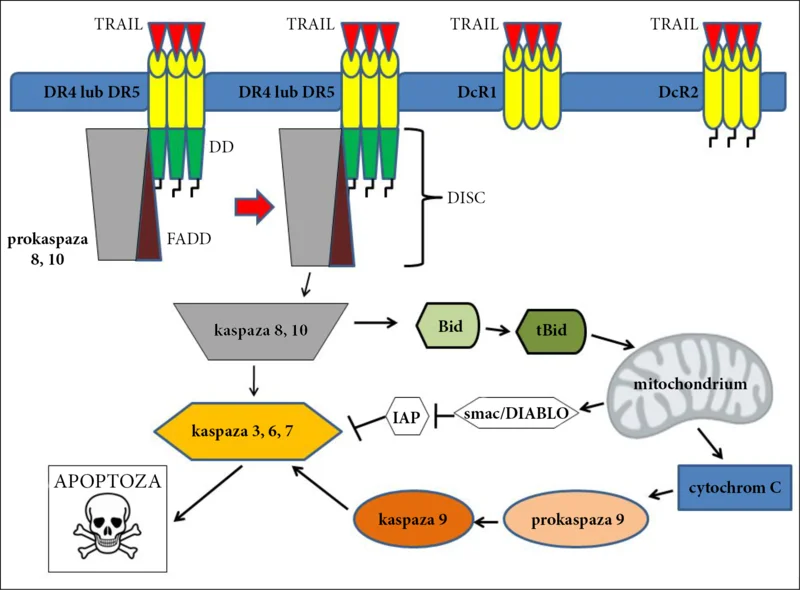 Ryc. 1. Schematyczne przedstawienie apoptozy indukowanej przez TRAIL.