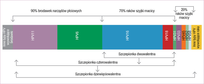 Rycina. Typy HPV a aktywność szczepionek