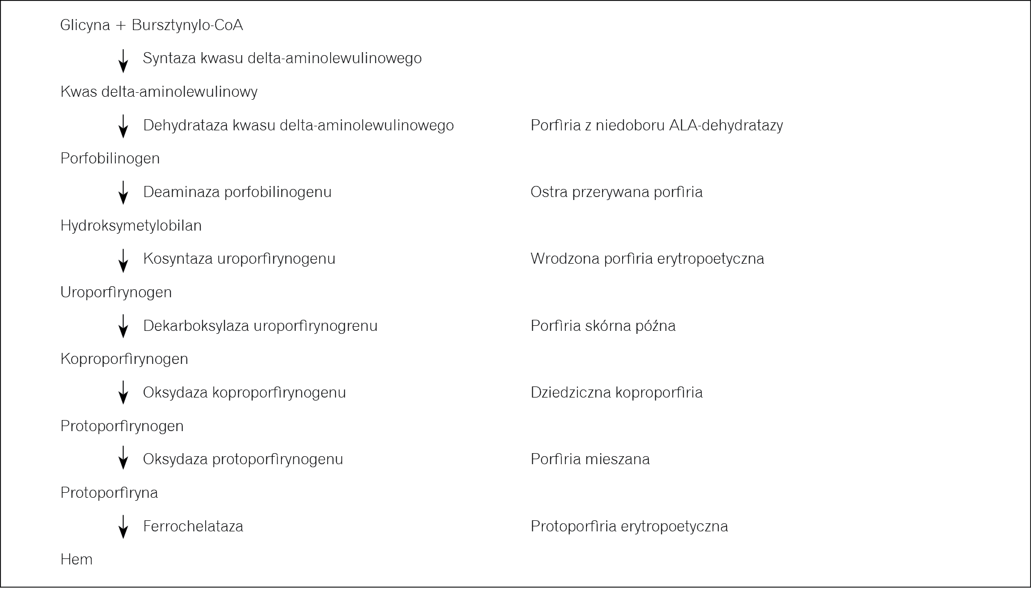 Rycina 1. Schemat biosyntezy hemu i porfirie odpowiadające poszczególnym blokom enzymatycznym.