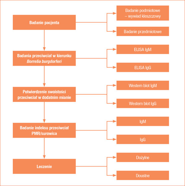 Rycina 2. Neuroborelioza – algorytm postępowania3