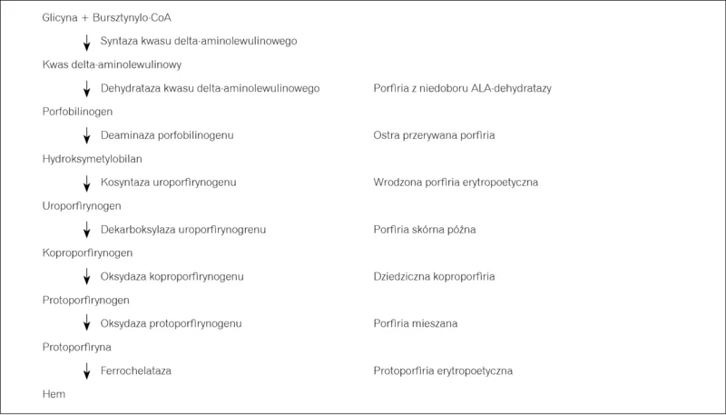 Rycina 1. Schemat biosyntezy hemu i porfirie odpowiadające poszczególnym blokom enzymatycznym.