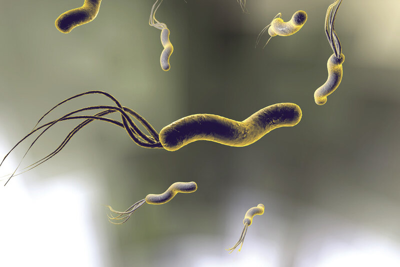 Rycina 1. Helicobacter pylori