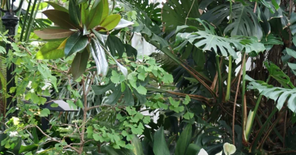 Pierwszy szpital z własnym ogrodem zimowym