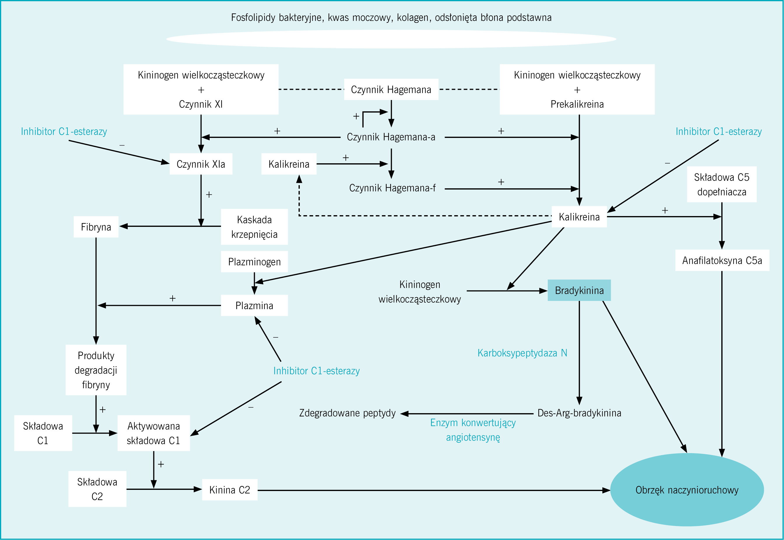  Rycina. Schemat przedstawiający rolę inhibitora C1-esterazy, enzymu konwertującego angiotensynę i innych czynników uczestniczących w powstawaniu obrzęku naczynioruchowego