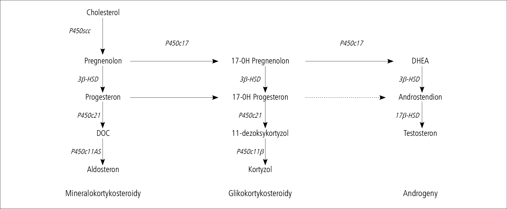 Rycina 1. Schemat steroiodgenezy w korze nadnerczy.