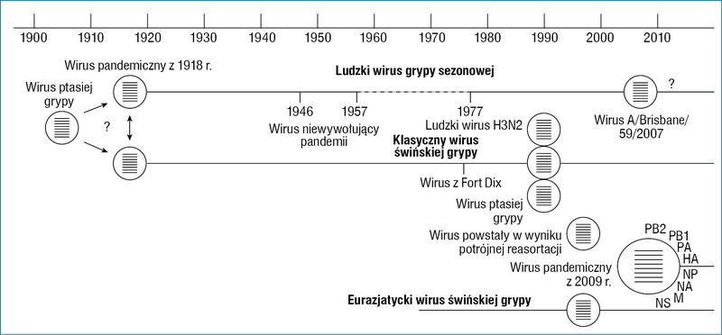 Rycina 1. Pochodzenie wirusa grypy A/H1N1/2009.4 Pandemiczny wirus grypy A/H1N1 z 2009 r. powstał w następstwie połączenia (reasortacji genowej) eurazjatyckiej linii H1N1 podobnej do wirusa ptasiej grypy, która pojawiła się u świń ok. 1970 r., z wirusem powstałym w wyniku potrójnej reasortacji, który pojawił się u świń pod koniec lat 90. XX w. Wirus powstały w wyniku potrójnej reasortacji zawiera geny PB2 i PA wirusa ptasiej grypy, geny PB1 i NA ludzkiego wirusa H3N2 oraz cztery geny klasycznego wirusa świńskiej grypy, które krążą od czasu pandemii grypy A/H1N1 w 1918 r.