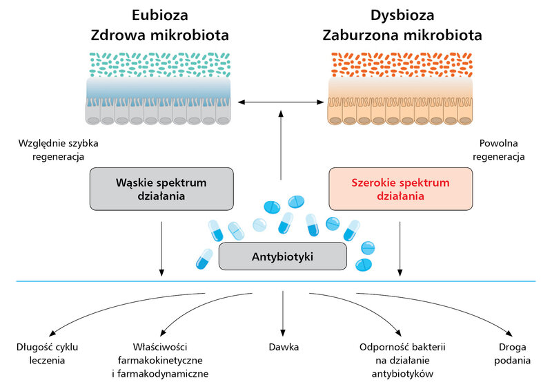 Rycina 1. Schemat przedstawiający różnice we wpływie antybiotyków na mikrobiotę jelitową. Im krótszy czas stosowania leku, mniejsza dawka, węższe spektrum działania antybiotyku, tym szybsza regeneracja mikrobioty jelitowej i odwrotnie 