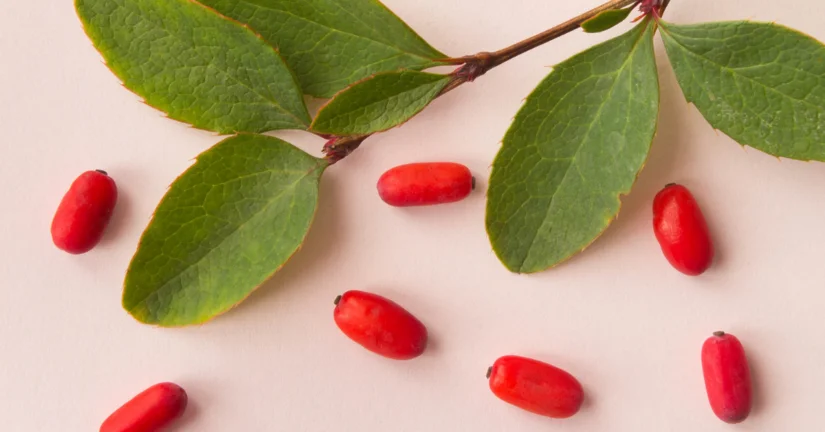 Naturalne alkaloidy pomogą w walce z antybiotykoopornością i nawracającymi infekcjami przewodu pokarmowego? 