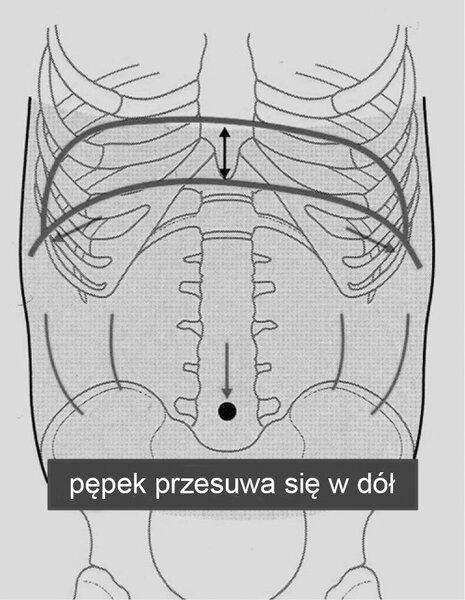 Ryc. 5. Prawidłowy, cylindryczny kształt i napięcie podczas czynności posturalnych (Chaitow, 2014).