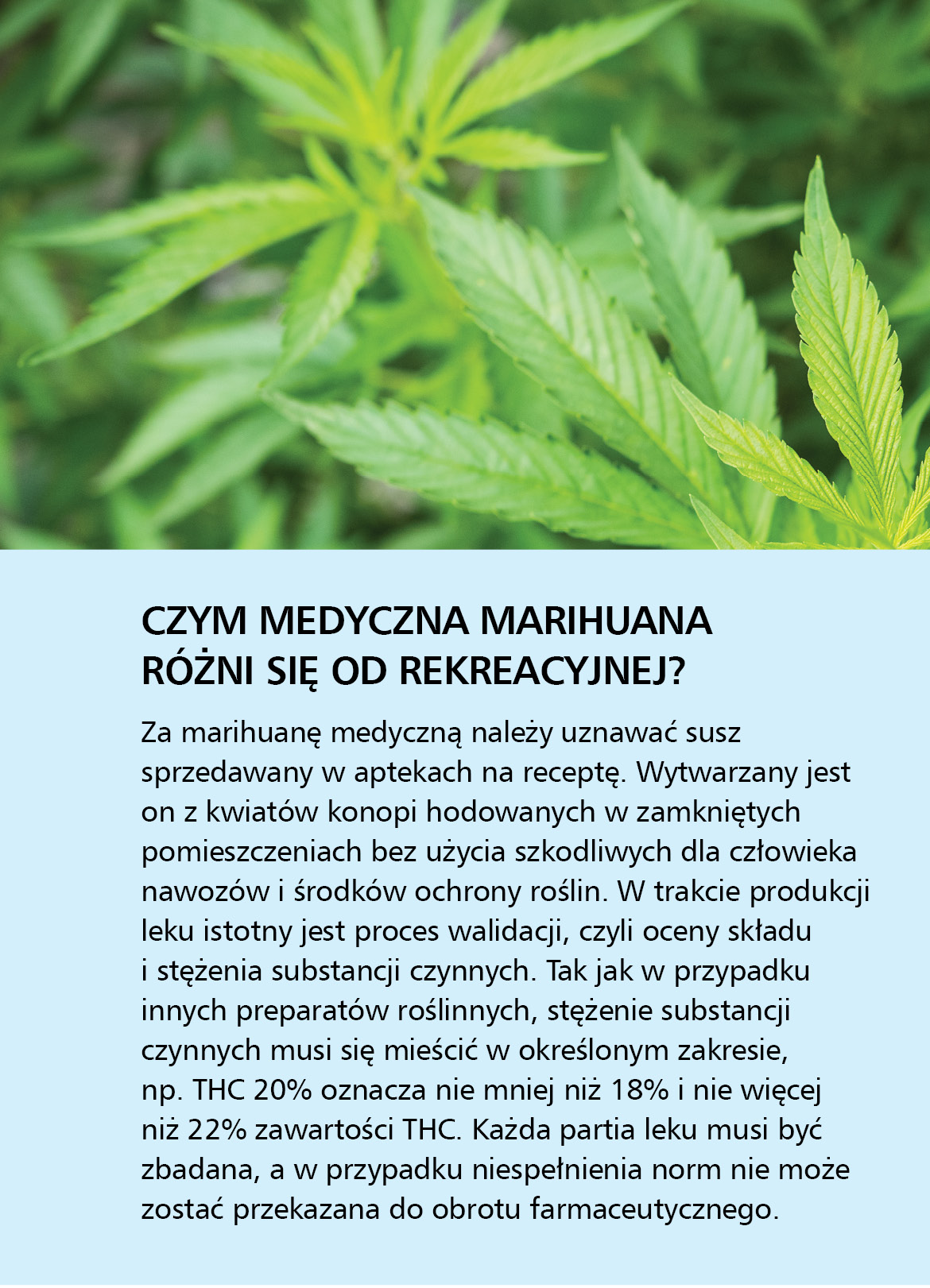 Medyczna marihuana – co lekarz POZ powinien o niej wiedzieć