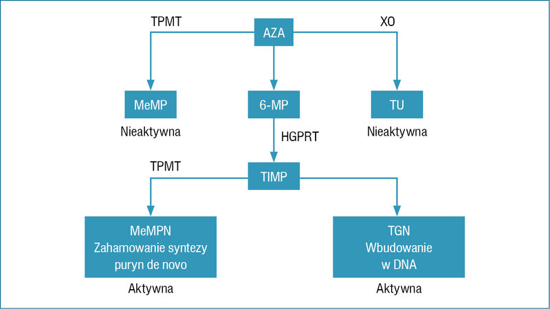 
 
 
 
 Rycina 3. Podsumowanie głównych ścieżek metabolizmu azatiopryny (AZA) HGPRT (hypoxanthine guanine phosphoribosyl transferase) – fosforybozylotransferaza hipoksantynowo-guaninowa; MeMP (methylmercaptopurine) – metylomerkaptopuryna; MP (mercaptopurine) – merkaptopuryna; TGN (thioguanine nucleotide) – tioguanina; TIMP (tissue inhibitor of metalloproteinases) – tkankowy inhibitor metaloproteinaz; TPMT (thiopurine methyltransferase) – metylotransferaza tiopurynowa; TU (thiouric acid) – kwas tiomoczowy; XO (xanthine oxidase) – oksydaza ksantynowa; MeMpN (methylmercaptopurine nucleotide) – metylomerkaptopuryna