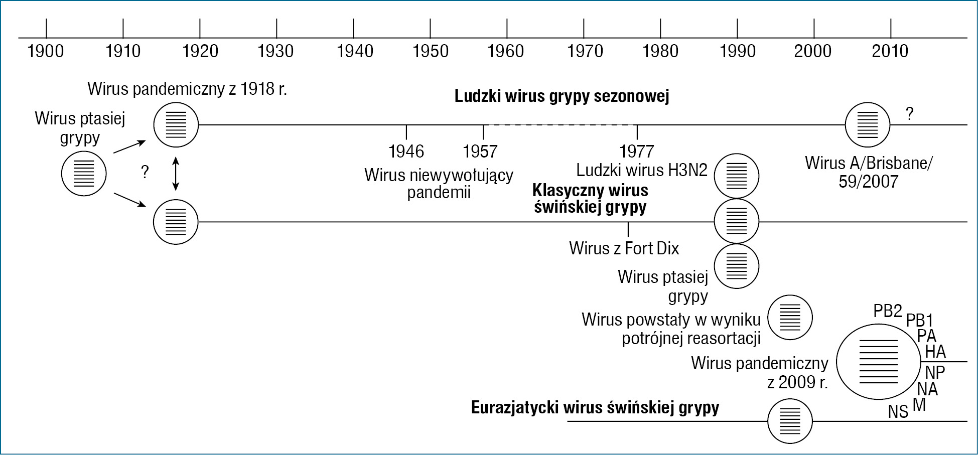 Rycina 1. Pochodzenie wirusa grypy A/H1N1/2009.4 Pandemiczny wirus grypy A/H1N1 z 2009 r. powstał w następstwie połączenia (reasortacji genowej) eurazjatyckiej linii H1N1 podobnej do wirusa ptasiej grypy, która pojawiła się u świń ok. 1970 r., z wirusem powstałym w wyniku potrójnej reasortacji, który pojawił się u świń pod koniec lat 90. XX w. Wirus powstały w wyniku potrójnej reasortacji zawiera geny PB2 i PA wirusa ptasiej grypy, geny PB1 i NA ludzkiego wirusa H3N2 oraz cztery geny klasycznego wirusa świńskiej grypy, które krążą od czasu pandemii grypy A/H1N1 w 1918 r.