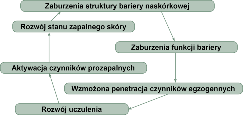 Ryc. 1. Zamknięte koło wzajemnych zależności pomiędzy barierą naskórkową i układem immunologicznym w atopowym zapaleniu skóry.