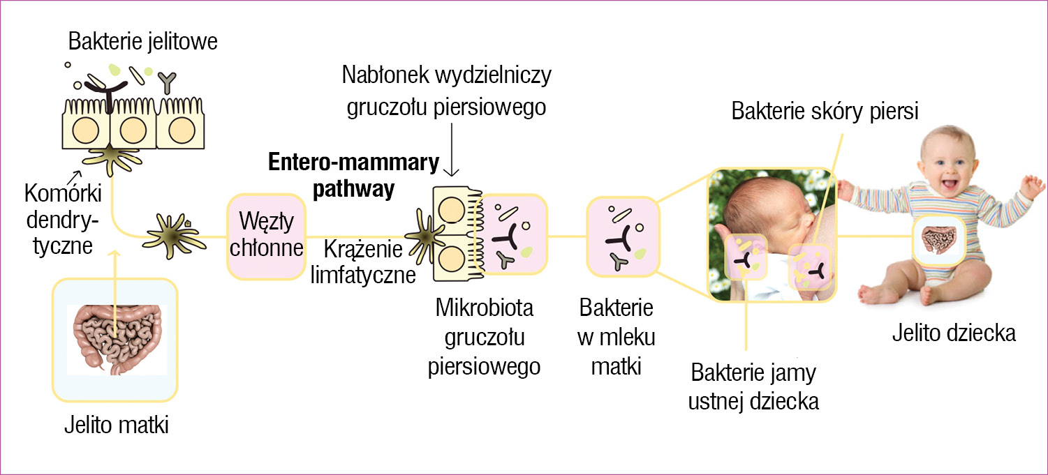 Rycina 3. Droga dla szczepów Lactobacillus z jelit matki do jelit dziecka przez mleko kobiece (entero-mammary pathway). Rys. J. Gugulski na podstawie: Fernández, Langa29