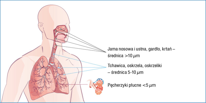 Rycina 3. Depozycja aerozolu w układzie oddechowym pacjenta