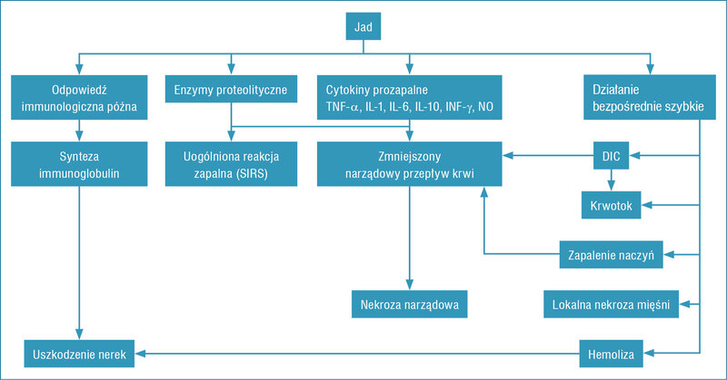 Rycina 5. Patomechanizm działania jadu24