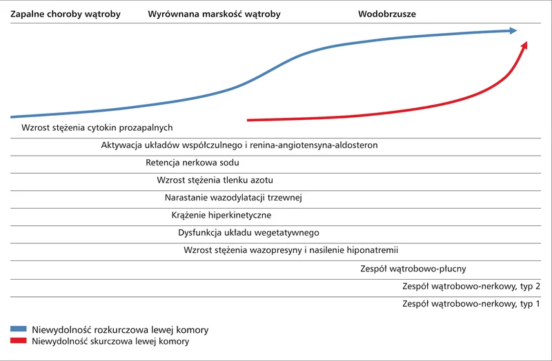 Rycina. Narastanie niewydolności serca w miarę postępu choroby wątroby i udziału czynników patofizjologicznych prowadzących do kardiomiopatii marskiej.