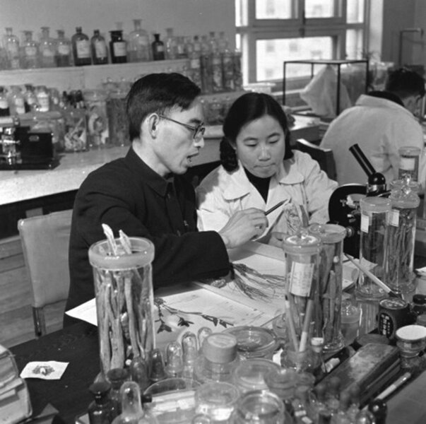 Ryc. 1. Tu Youyou jako studentka w 1951 roku podczas pracy laboratoryjnej na Akademii Medycznej w Pekinie. Obok jej ówczesny opiekun naukowy Lou Zhicen.