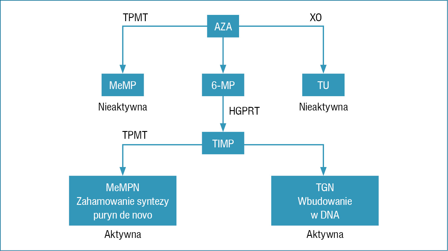 
 
 
 
 Rycina 3. Podsumowanie głównych ścieżek metabolizmu azatiopryny (AZA) HGPRT (hypoxanthine guanine phosphoribosyl transferase) – fosforybozylotransferaza hipoksantynowo-guaninowa; MeMP (methylmercaptopurine) – metylomerkaptopuryna; MP (mercaptopurine) – merkaptopuryna; TGN (thioguanine nucleotide) – tioguanina; TIMP (tissue inhibitor of metalloproteinases) – tkankowy inhibitor metaloproteinaz; TPMT (thiopurine methyltransferase) – metylotransferaza tiopurynowa; TU (thiouric acid) – kwas tiomoczowy; XO (xanthine oxidase) – oksydaza ksantynowa; MeMpN (methylmercaptopurine nucleotide) – metylomerkaptopuryna