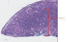 ci Richarda Liebermana