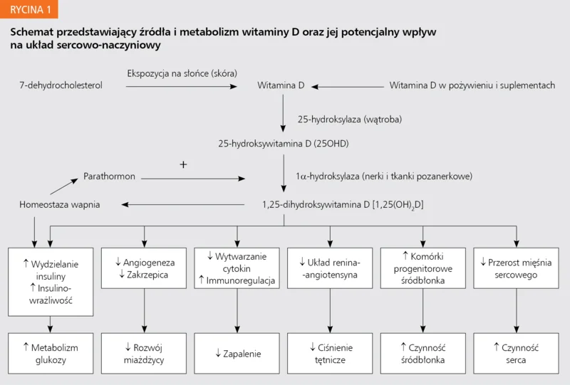 Rycina 1. Schemat przedstawiający źródła i metabolizm witaminy D oraz jej potencjalny wpływ na układ sercowo-naczyniowy