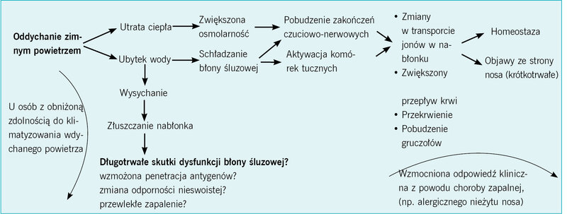 Ry­ci­na 1. Sche­mat przed­sta­wia­ją­cy hi­po­te­zę pa­to­fi­zjo­lo­gii re­ak­cji gór­nych dróg od­de­cho­wych na zim­ne po­wie­trze