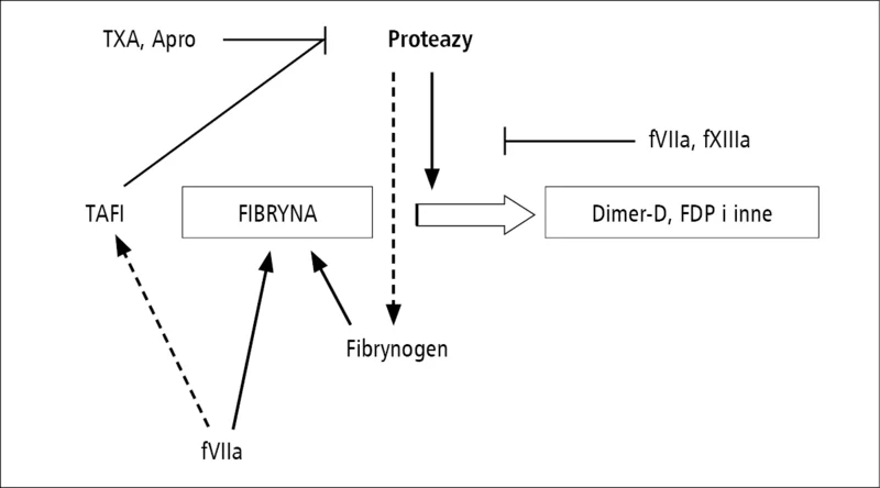 Rycina 2. Wybrane drogi stabilizacji fibryny. TXA – kwas traneksamowy, Apro – aprotynina, fVIIa – aktywny VII czynnik krzepnięcia, fXIIIa – aktywny XIII czynnik krzepnięcia, TAFI – inhibitor fibrynolizy aktywowany przez trombinę, FDP – produkty degradacji fibrynogenu.