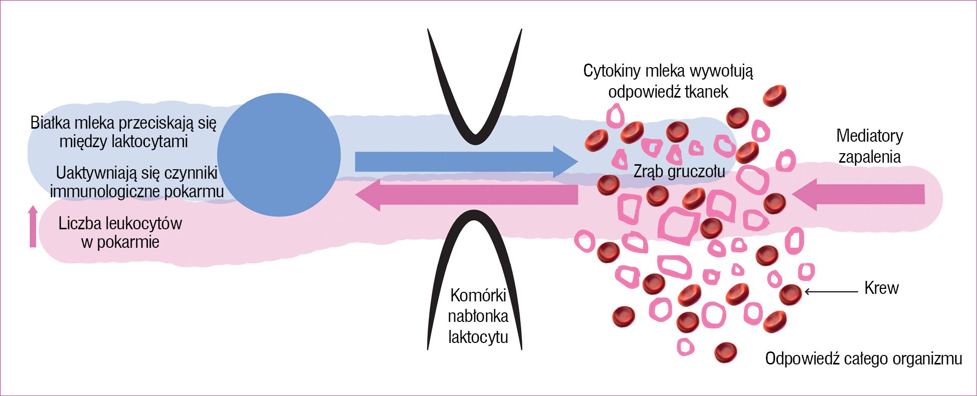 Rycina 2. Krążenie czynników immunologicznych między mlekiem a zrębem gruczołu w przebiegu reakcji obronnej na wtargnięcie antygenu mleka. Rys. J. Gugulski