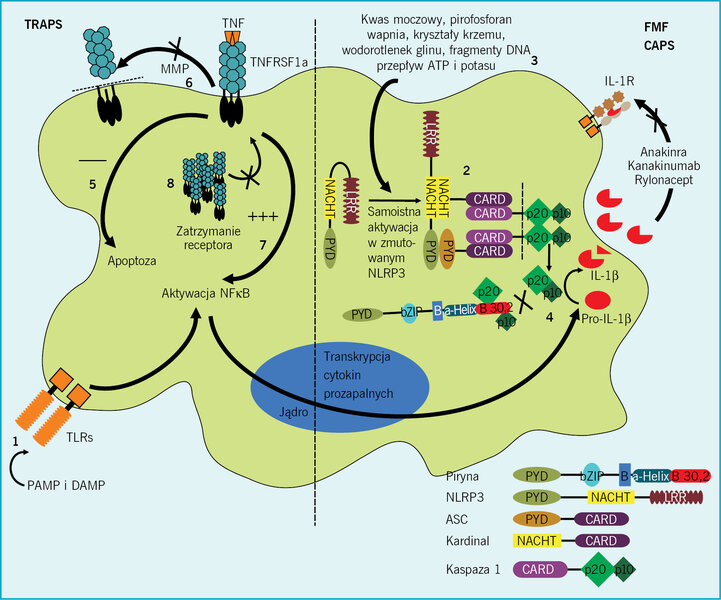 Rycina. Immunologia CAPS i TRAPS