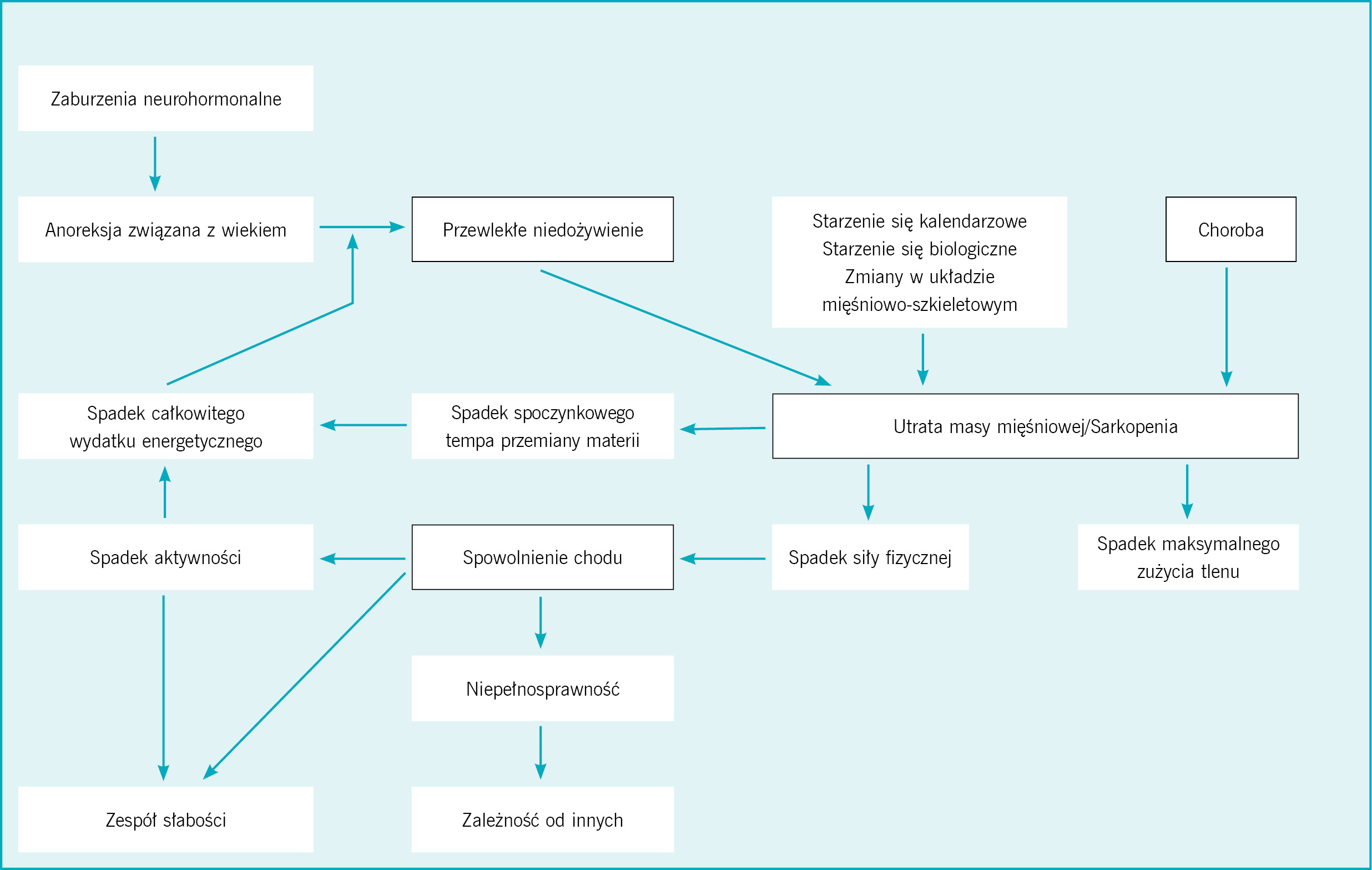  Rycina 2. „Cykl zespołu słabości” łączy w sobie charakterystyczne cechy związane ze składem ciała, stanem odżywienia i ruchliwością. W przebiegu tego patofizjologicznego procesu sarkopenia i osłabienie mięśni poprzez ograniczenie ruchliwości i spadek aktywności fizycznej obniżają całkowity wydatek energetyczny i powodują zmniejszenie ilości przyjmowanego pożywienia, co z kolei prowadzi do utraty masy ciała i nasilenia sarkopenii. W definiowaniu zespołu słabości centralną i podstawową rolę odgrywają zaburzenia układu mięśniowo-szkieletowego. Utrata możliwości ruchowych często przyspiesza degenerację innych narządów 