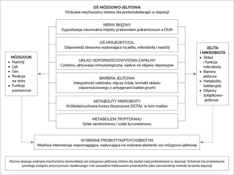 Rycina 1. Oś mózgowo-jelitowa – wybrane mechanizmy istotne w kontekście potencjalnego wykorzystania probiotyków w leczeniu wspomagającym depresji