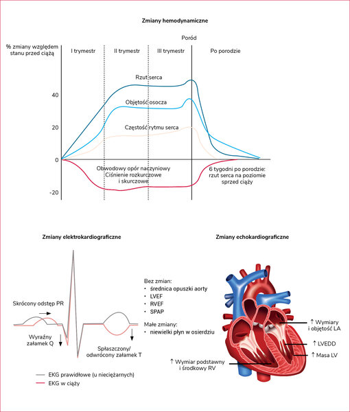 Rycina 1. Zmiany hemodynamiczne, elektrokardiograficzne i echokardiograficzne u kobiet w ciąży. Oprac. na podstawie wytycznych ESC z 2025 r.1; rysunek serca: sajithsaam/iStock/Getty Images Plus/Getty Images