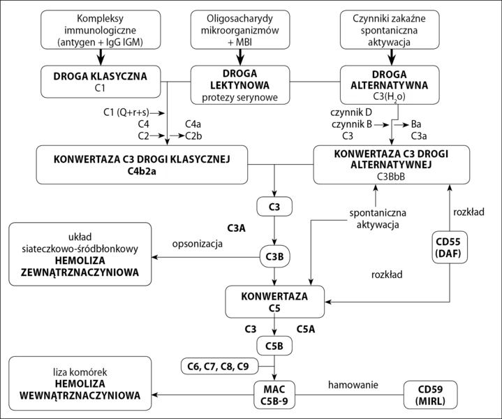Ryc. 1. Drogi aktywacji i mechanizm działania układu dopełniacza