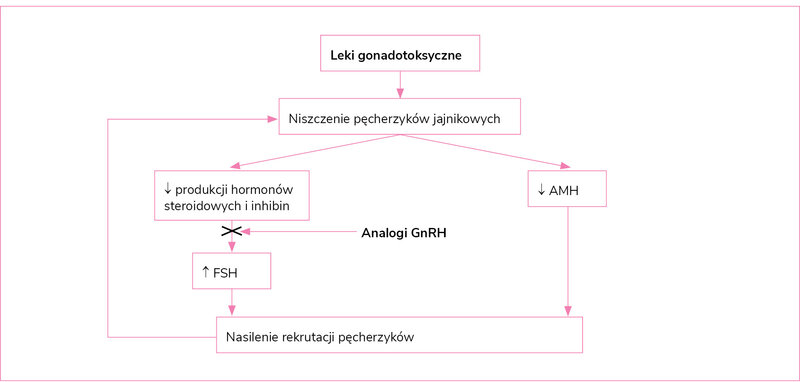 Rycina 1. Mechanizm uszkodzenia pęcherzyków jajnikowych (burn-out) w przebiegu chemioterapii oraz działanie analogów GnRH na ten mechanizm