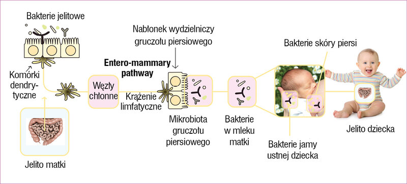 Rycina 3. Droga dla szczepów Lactobacillus z jelit matki do jelit dziecka przez mleko kobiece (entero-mammary pathway). Rys. J. Gugulski na podstawie: Fernández, Langa29