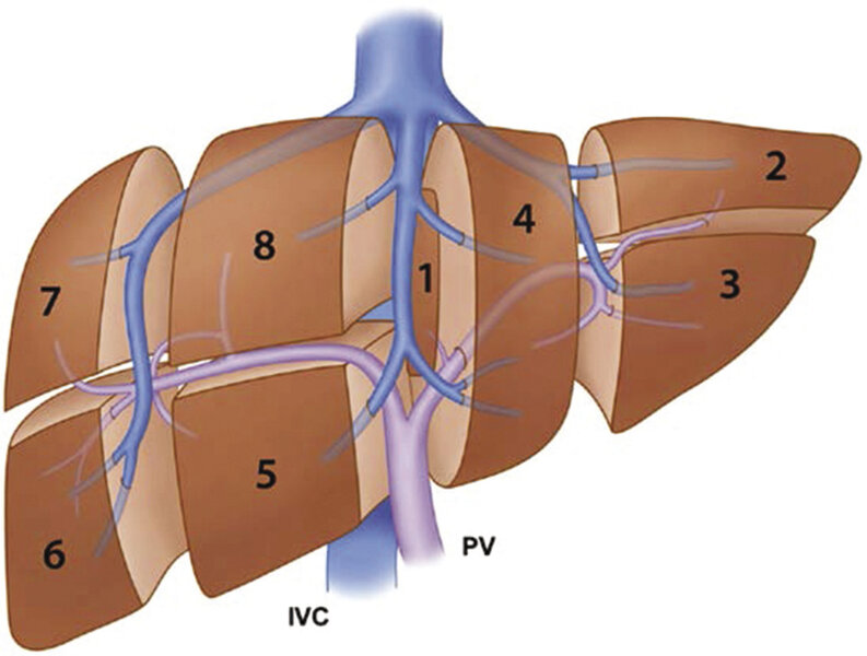 Rycina 1. Anatomia chirurgiczna wątroby