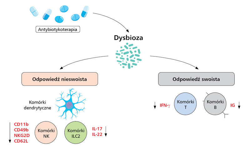Rycina 3. Uogólnione mechanizmy wpływu antybiotyków na układ odpornościowy poprzez wywoływanie dysbiozy. W wyniku dysbiozy komórki odpowiedzi nieswoistej wykazują istotne zmiany fenotypowe i funkcjonalne. Dochodzi również do niedoborów funkcji efektorowych limfocytów T pomocniczych i cytotoksycznych oraz limfocytów B