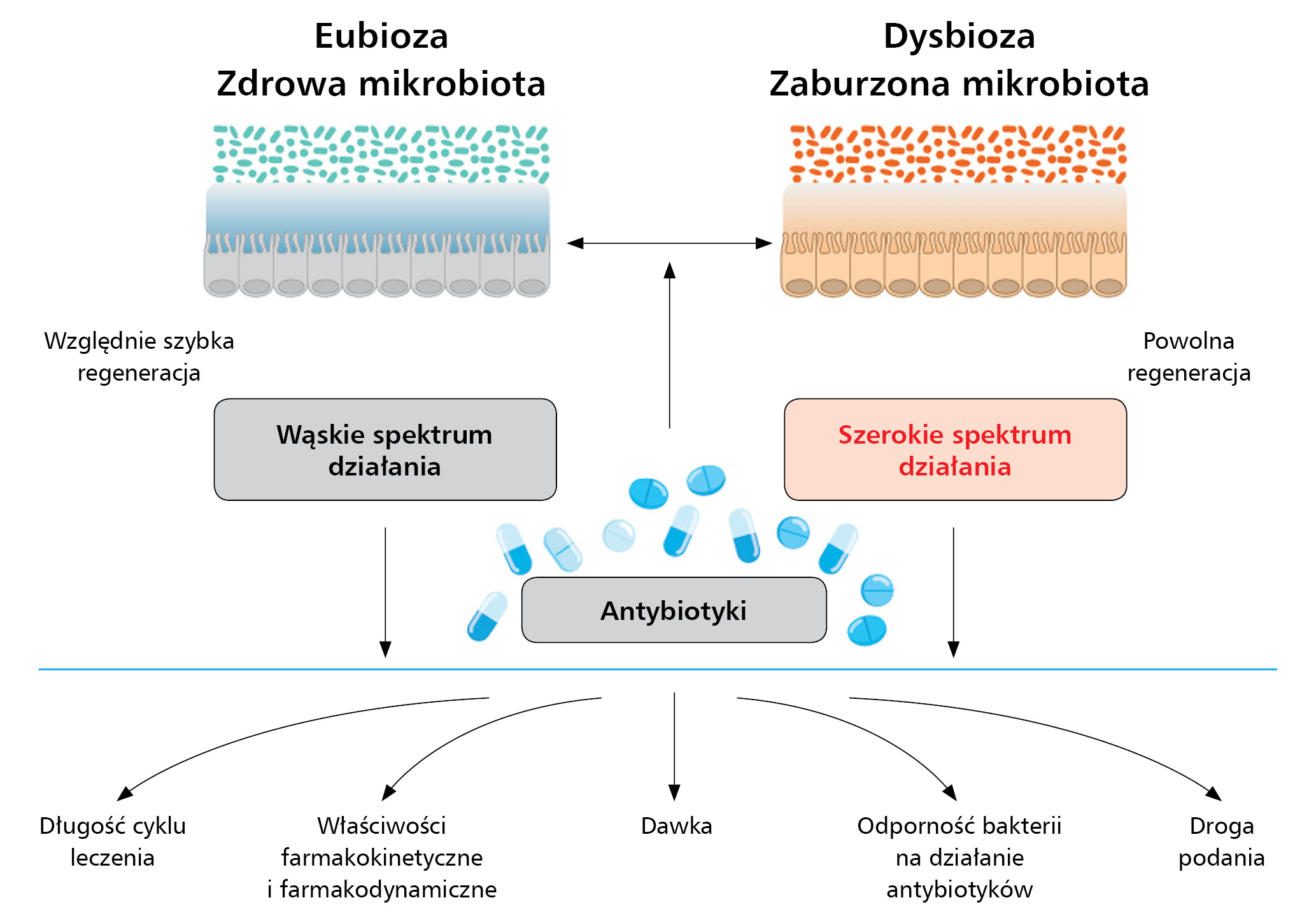 Rycina 1. Schemat przedstawiający różnice we wpływie antybiotyków na mikrobiotę jelitową. Im krótszy czas stosowania leku, mniejsza dawka, węższe spektrum działania antybiotyku, tym szybsza regeneracja mikrobioty jelitowej i odwrotnie 