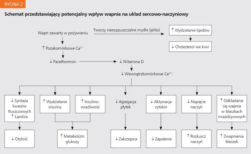 Rycina 2. Schemat przedstawiający potencjalny wpływ wapnia na układ sercowo-naczyniowy