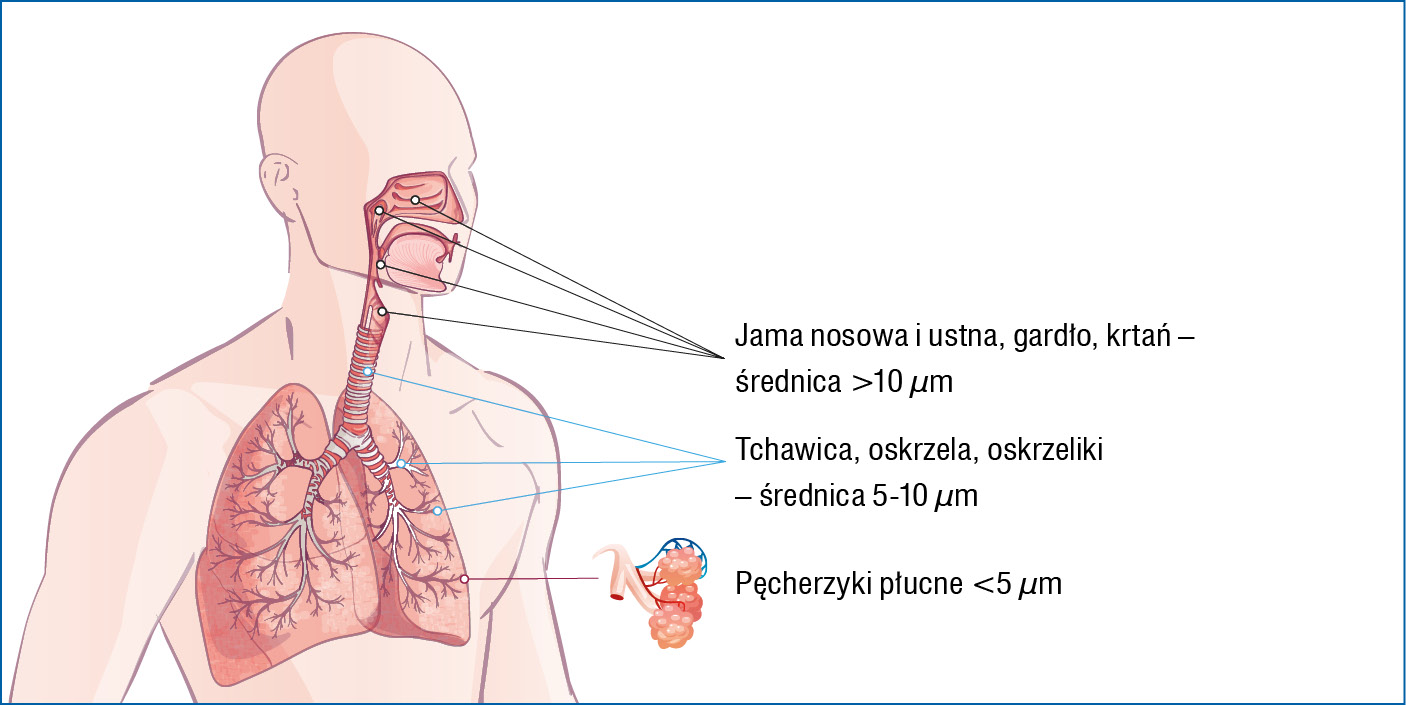 Rycina 3. Depozycja aerozolu w układzie oddechowym pacjenta