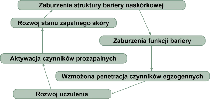 Ryc. 1. Zamknięte koło wzajemnych zależności pomiędzy barierą naskórkową i układem immunologicznym w atopowym zapaleniu skóry.
